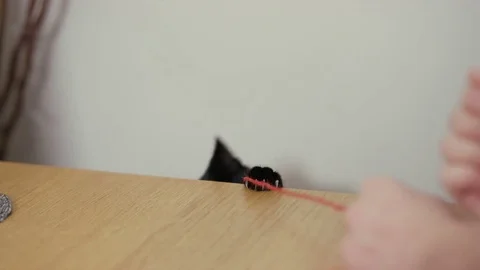 4K Close up of cute black kitten playing with a piece of string Video stock 76128314