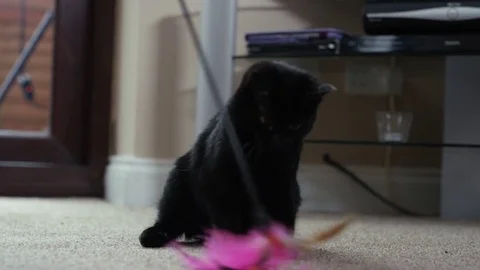 4K Close up of cute black kitten playing with a feathered toy Stock Footage 76460408