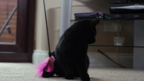 4K Close up of cute black kitten playing with a feathered toy Stock Footage 76460650