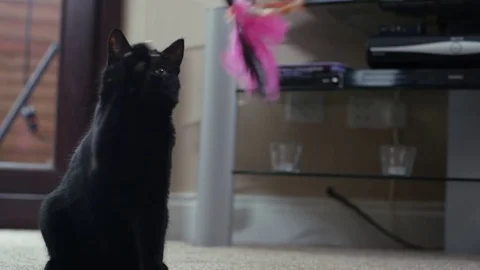 4K Close up of cute black kitten playing with a feathered toy Stock Footage 76461412