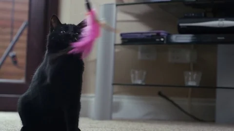 4K Close up of cute black kitten playing with a feathered toy Stock Footage 76461682
