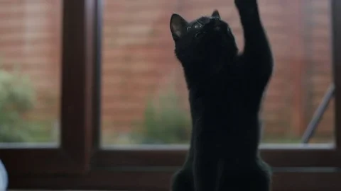 4K Close up of cute black kitten playing with a feathered toy Stock Footage 76462475