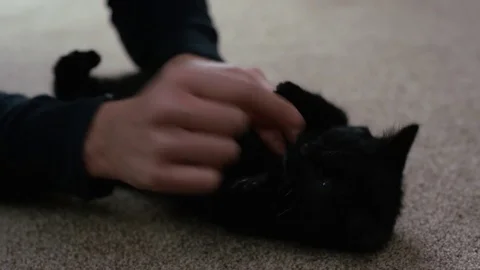 4K Close up of cute black kitten getting tummy rubs from its owner Stock Footage 76464368