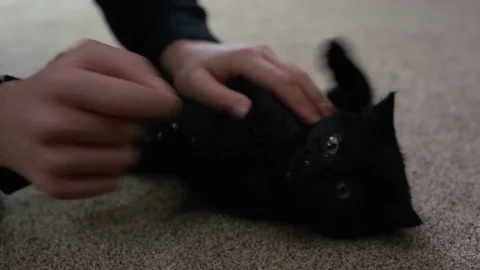 4K Close up of cute black kitten getting tummy rubs from its owner Stock Footage 76464430