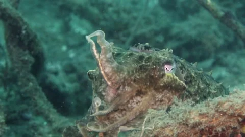 4K Close-Up Cuttlefish | Raja Ampat Underwater Stock Footage 340581906