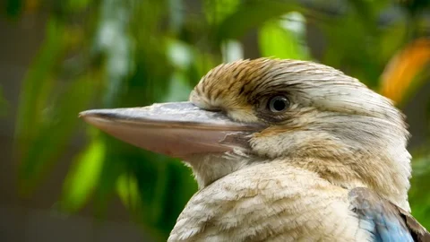 4K, close-up detail of the head of an Australian blue-crowned kookaburr Stock Footage 106930740