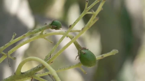 4K close up of developing Fuerte avocado fruit on tree in Peru Video stock 348116994