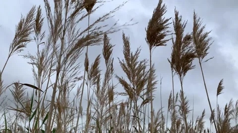 4k Close up of ditch reed moving in the wind under a cloudy sky Stock Footage 151768965