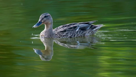 4K close-up of a duck in a pond Vídeos de archivo 345709926