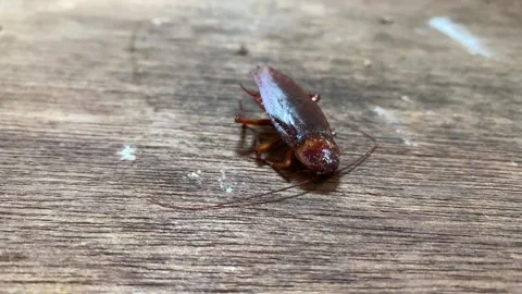 4K Close Up Dying Cockroach Crawling Toward Camera Dirty Wood Plank Pan Motion Vídeos de archivo 343368388