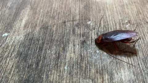 4K Close Up Dying Cockroach Crawling Weakly on Dirty Wood Plank Real Time Vídeos de archivo 343368401