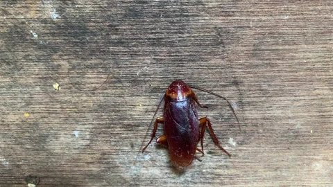 4K Close Up Dying Cockroach Crawling Weakly on Dirty Wood Plank Real Time Vídeos de archivo 343368410