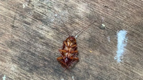 4K Close Up Dying Cockroach Struggling on Dirty Wood Plank Top View Vídeos de archivo 343368469