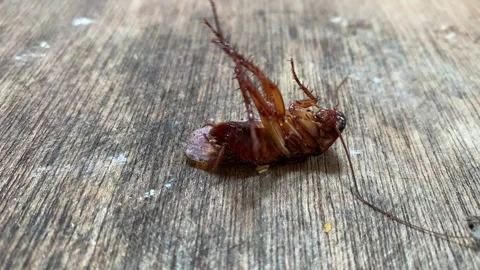 4K Close Up Dying Cockroach Struggling on Dirty Wood Plank Static Vídeos de archivo 343368484