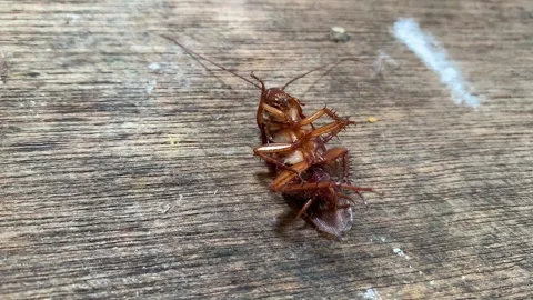 4K Close Up Dying Cockroach Struggling on Dirty Wood Plank Pan Rotating Motion Vídeos de archivo 343368533