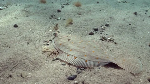 4K close up of a European Plaice (Pleuronectes platessa) swimming, Wales Видео 188545918