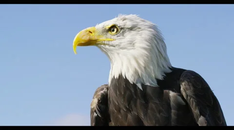 4K Close up on the face of a Bald Eagle in natural environment. Stock Footage 58274042