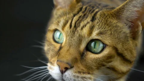 4K Close up Face of Bengal Cat Vídeo Stock 81572806