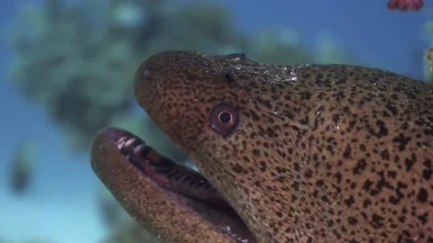 4K close up of the face of a Giant Moray in the Red Sea, Egypt 스톡 동영상 227034757