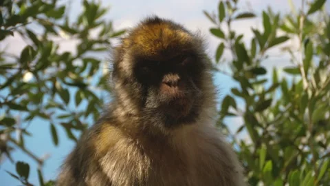 4K, Close-up of the face of a Gibraltar Monkey (Macaca sylvanus Stock Footage 135271221