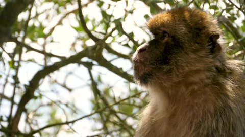4K, Close-up of the face of a Gibraltar Monkey (Macaca sylvanus Stock Footage 135271301