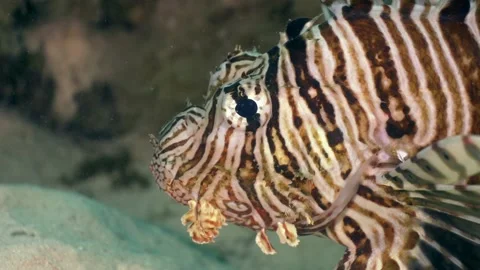 4K close up of the face of a lionfish in the Red Sea, Egypt Видео 227036356