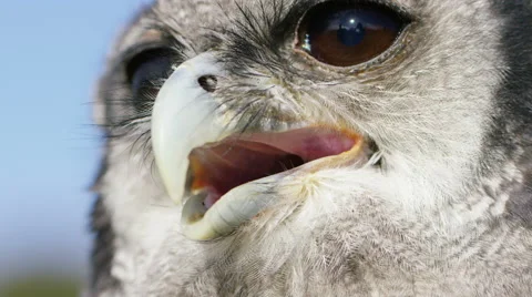 4K Close up on the face of a Verreaux's Eagle Owl  스톡 동영상 58255137
