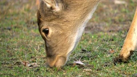 4K Close up of Fallow deer grazing on a green grass Video stock 219475627