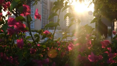4K Close up of flowers on blurred greenery background under sunlight with bokeh. Stock Footage 263095660