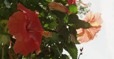 4K Close up of Flowers Vídeos de archivo 44184680