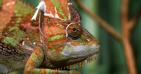 4k close-up footage of a chameleon lizard in the forest. The lizard has moved 库存影片 149620176