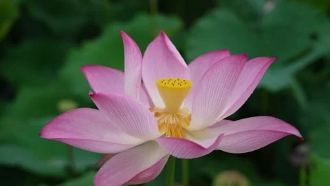 4K Close-up Footage Full-blooming Lotus Flowers and Growing Lotus Seed Pods Vídeos de archivo 336550715