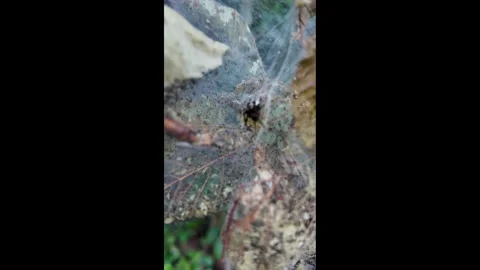 4K close up footage of an orb weaver spider inside a caterpillar silk nest  Stock Footage 340607678