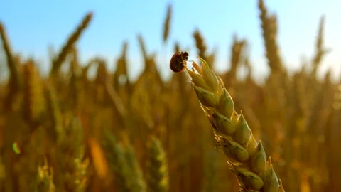4k close up footage of small red ladybug climbing and flying on golden wheat Stock-Footage 242239968