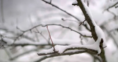 4K Close Up Footage of Tree branch during snowstorm / blizzard Stock Footage 148349738