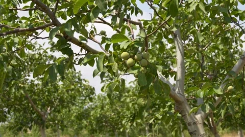 4K Close-Up Footage of Walnut Tree with Unripe Green Walnuts Stock Footage 322711931