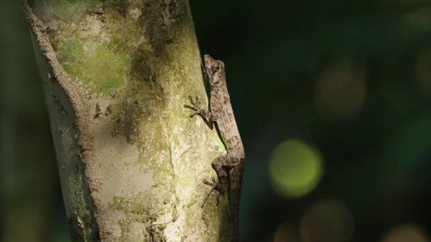 4K Close Up Of A Forest Anole Clung To The Side Of A Rainforest Tree Trunk Stock Footage 285875978