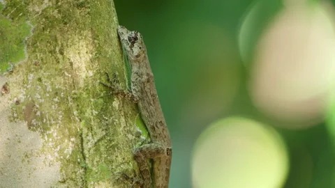 4K Close Up Of A Forest Anole Clung To The Side Of A Rainforest Tree Trunk Stock Footage 285876007