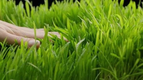 4k close up of the front side of a woman's hand glides across green grass Stock Footage 273195491