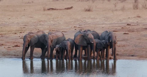 4K close-up front view of a breeding herd of elephants standing and drinking at Video stock 102758146