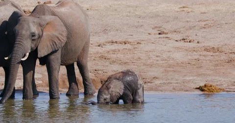 4K close-up front view of a breeding herd of elephants standing and drinking in Video stock 102758174