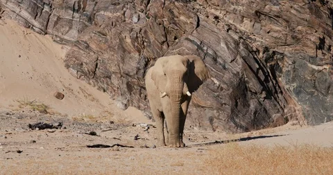 4K close-up front view of a desert elephant bull walking towards camera with Stock Footage 102751745