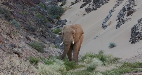 4K close-up front view of a desert elephant bull feeding in front of a sand dune Video stock 102752029