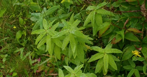 4K Close-Up of Gently Swaying Branches and Leaves After Rain Stock Footage 245443097