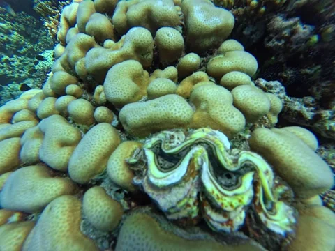 4K Close up of Giant Clam Embedded in Coral Reef Vídeos de archivo 328704577