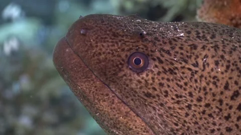 4K close up of a Giant Moray in the Red Sea, Egypt 스톡 동영상 227034657