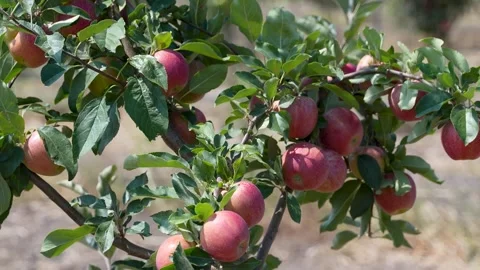 4K Close-Up Gimbal Pan to the Left Showing Apples and Leaves on Tree Branch Stock Footage 322708710
