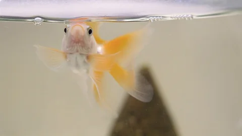 4K. Close up. А goldfish in the aquarium lets air to the top of the water Stock Footage 128392850