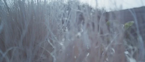 4K Close up of grass on a hill, racking focus Video stock 98663255