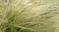 4k close up grassy corn plant structure in the wind 4k or 4k+ Resolution